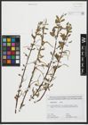 Foto von Salix alba L.